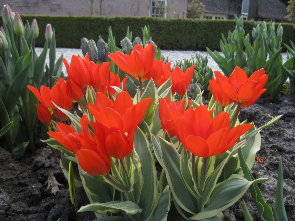 Tulp-Praetans-Unicim-1 Praestens Unicum - Afbeelding 1