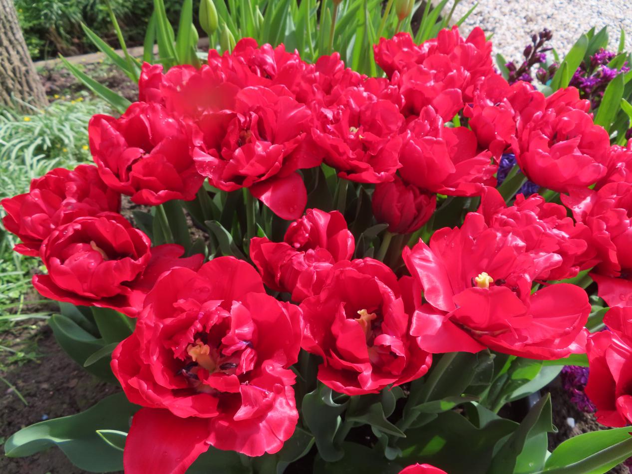 Tulp-Presto-4 Presto - Afbeelding 1