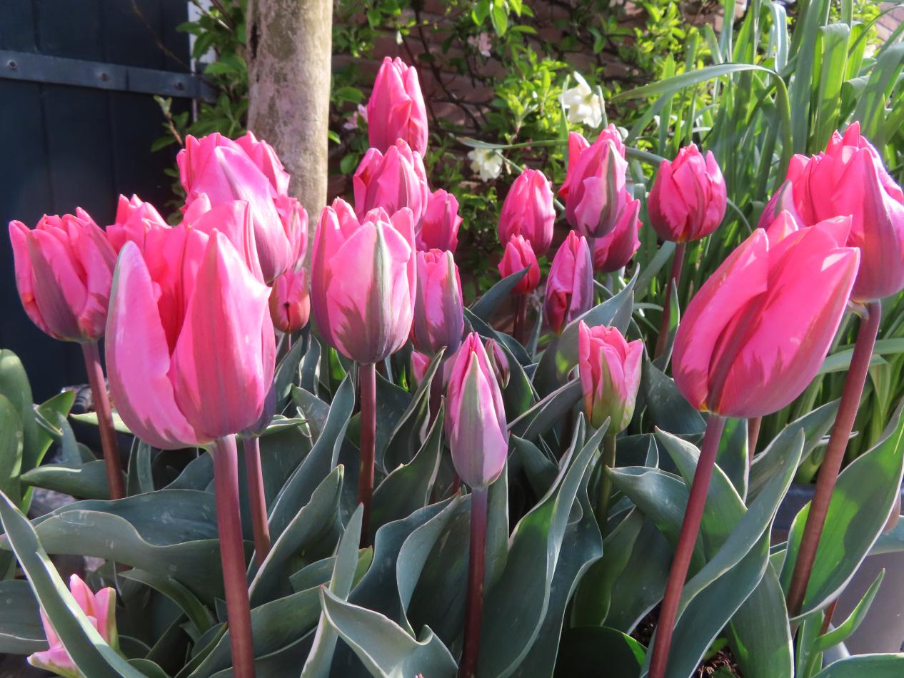 Tulp-Pretty-Prince-1 Pretty Princess - Afbeelding 1