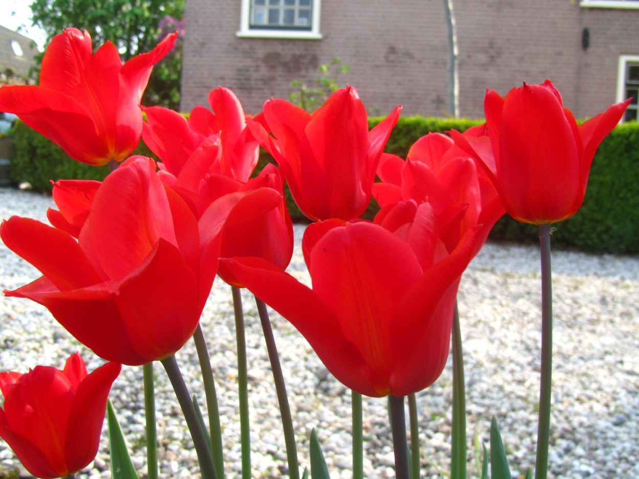 Tulp-Pretty-Woman-1 Pretty Woman - Afbeelding 1