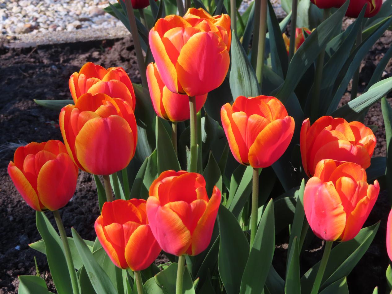 Tulp-Prima-Ballerina-1 Prima Ballerina - Afbeelding 1