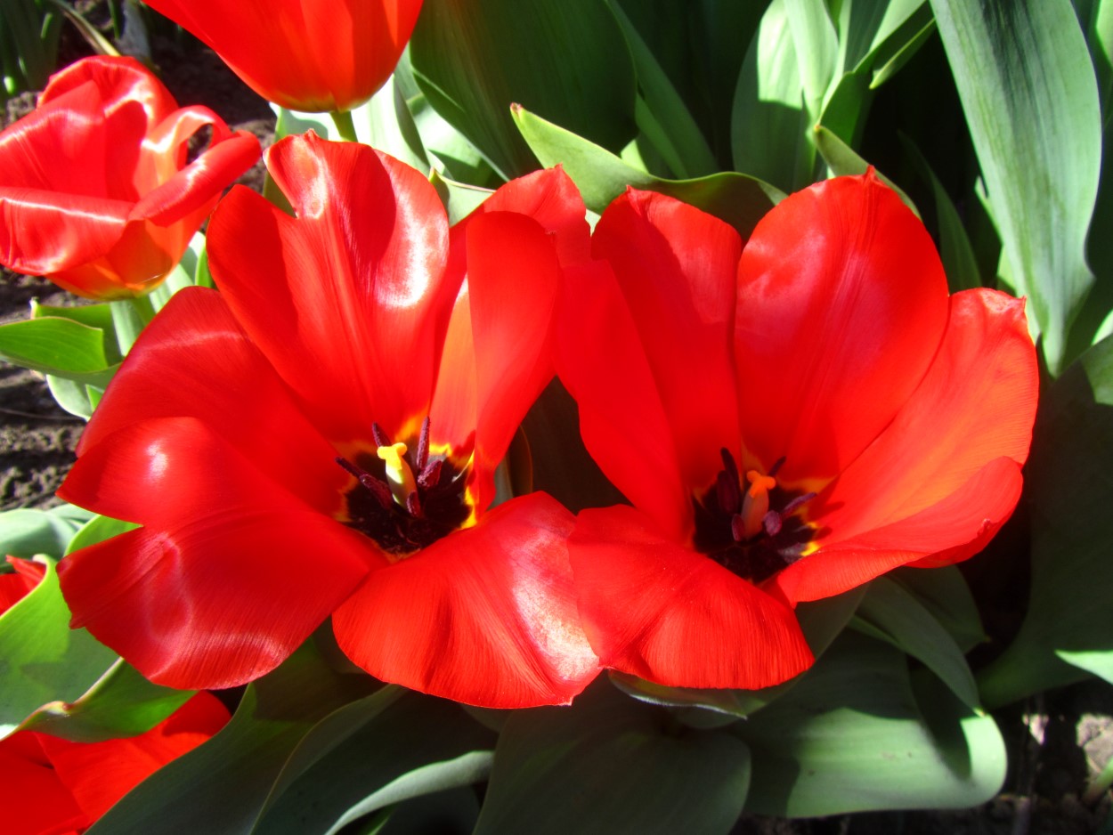 Tulp-Princeps-1 Princepps - Afbeelding 1