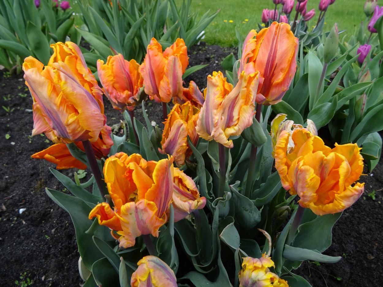 Tulp-Princes-Irene-Parkiet-1 Prinses Irene Parkiet - Afbeelding 1