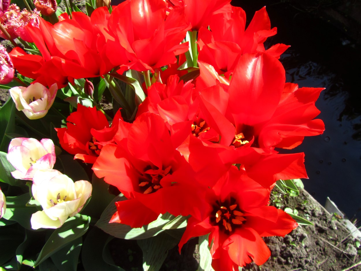 Tulp-Princess-Charmant-1 Princess Charmant - Afbeelding 1