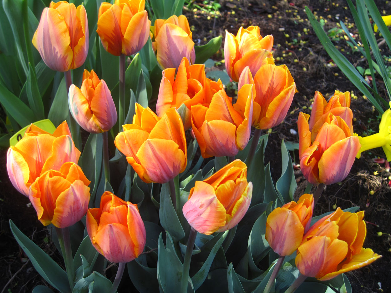 Tulp-Prinses-Irene-1 Prinses Irene - Afbeelding 1