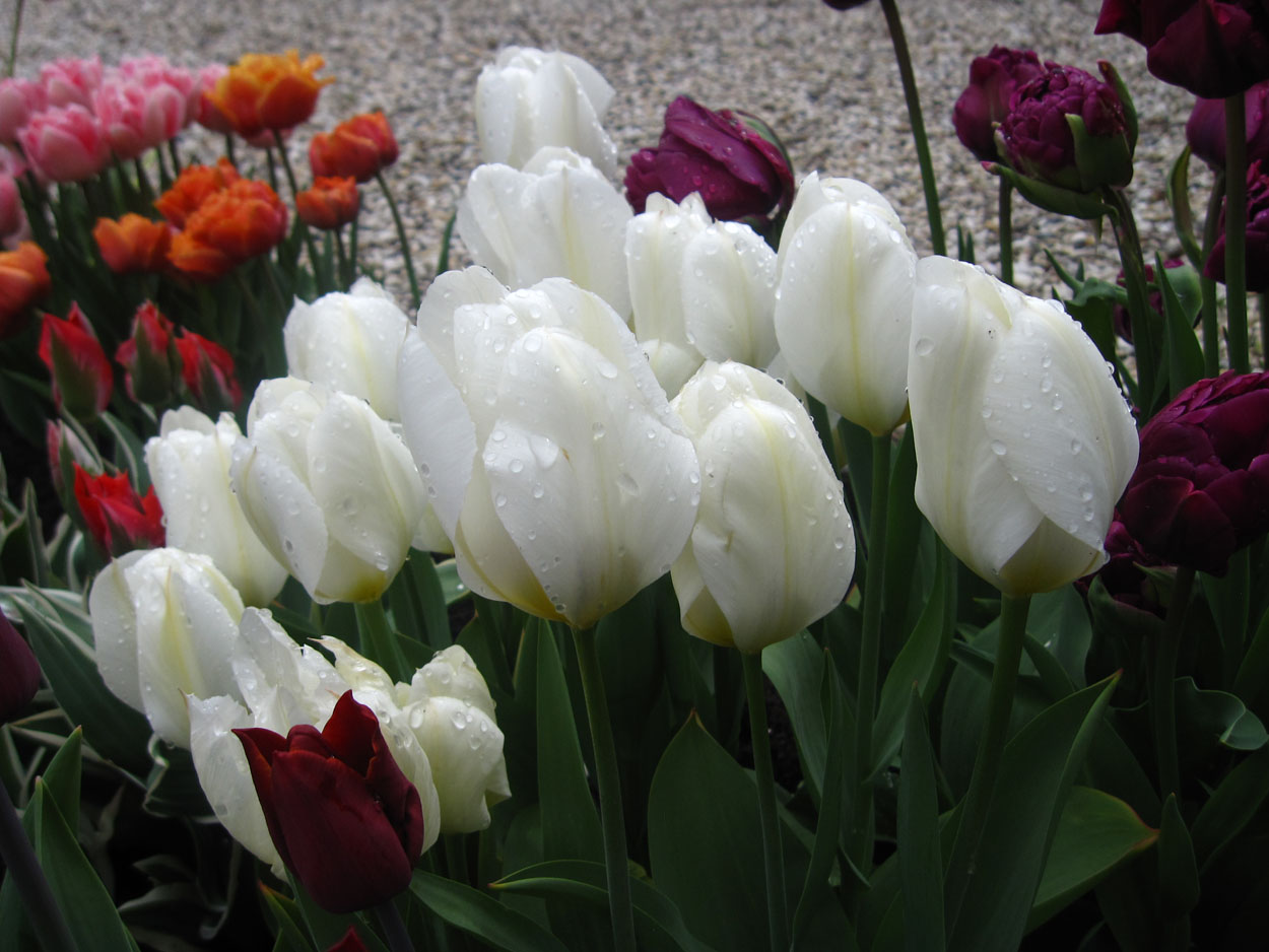 Tulp-Purissima-1 Purissima - Afbeelding 1