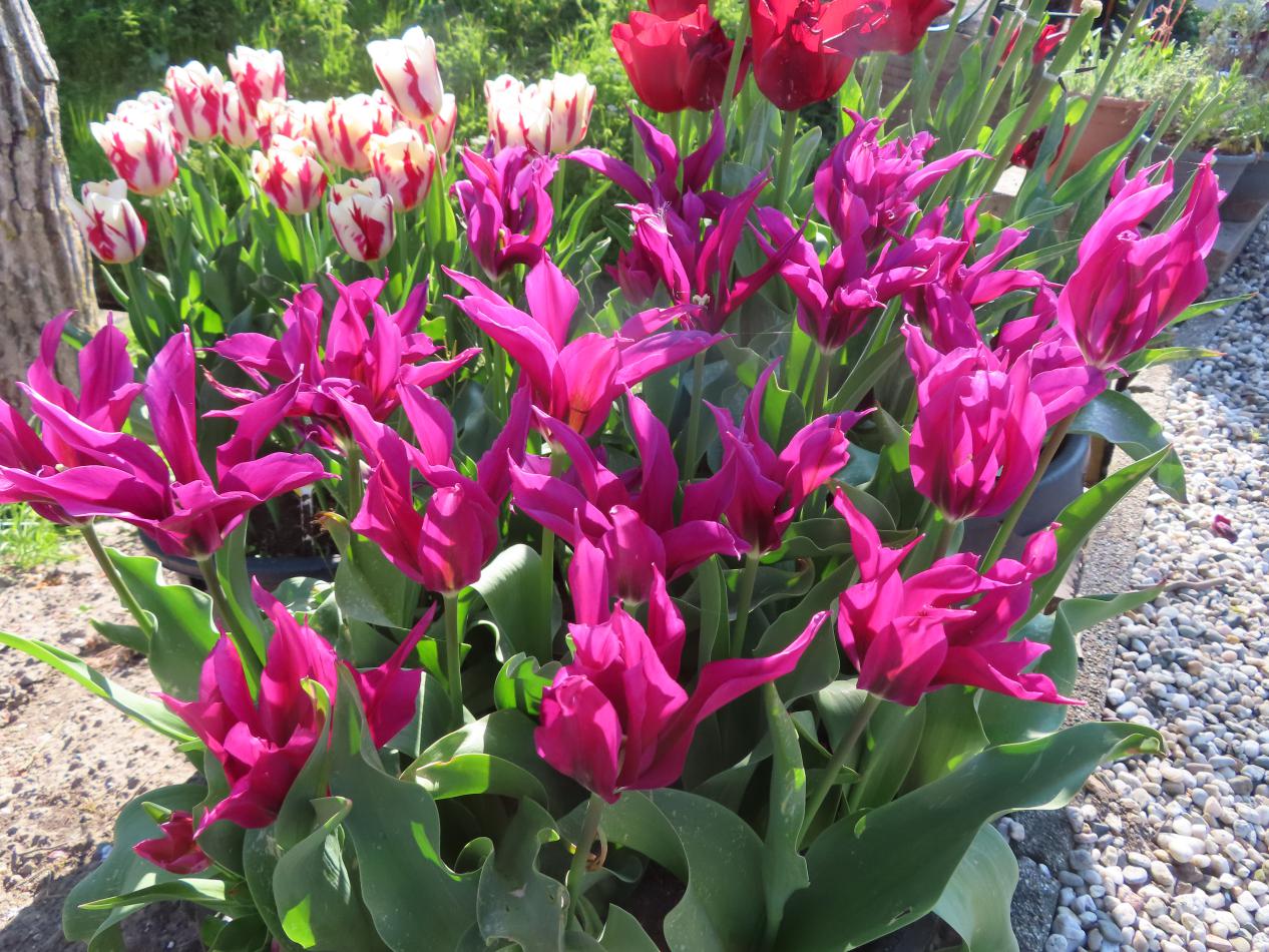 Tulp-Purple-Doll-1 Purple Doll - Afbeelding 1