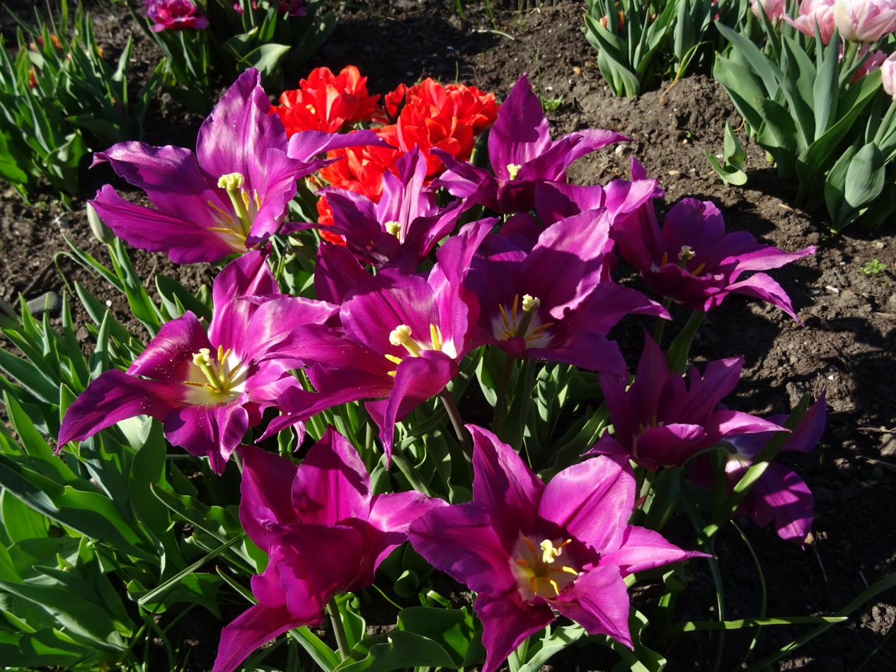 Tulp-Purple-Dream-1 Purple Dream - Afbeelding 1