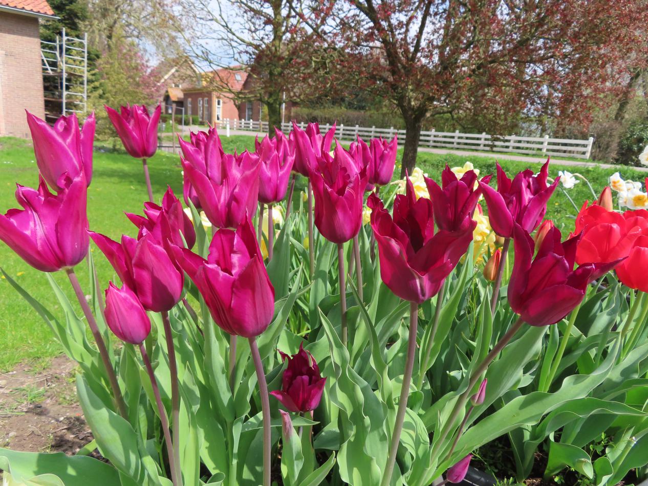 Tulp-Purple-Heart-1 Purple Heart - Afbeelding 1