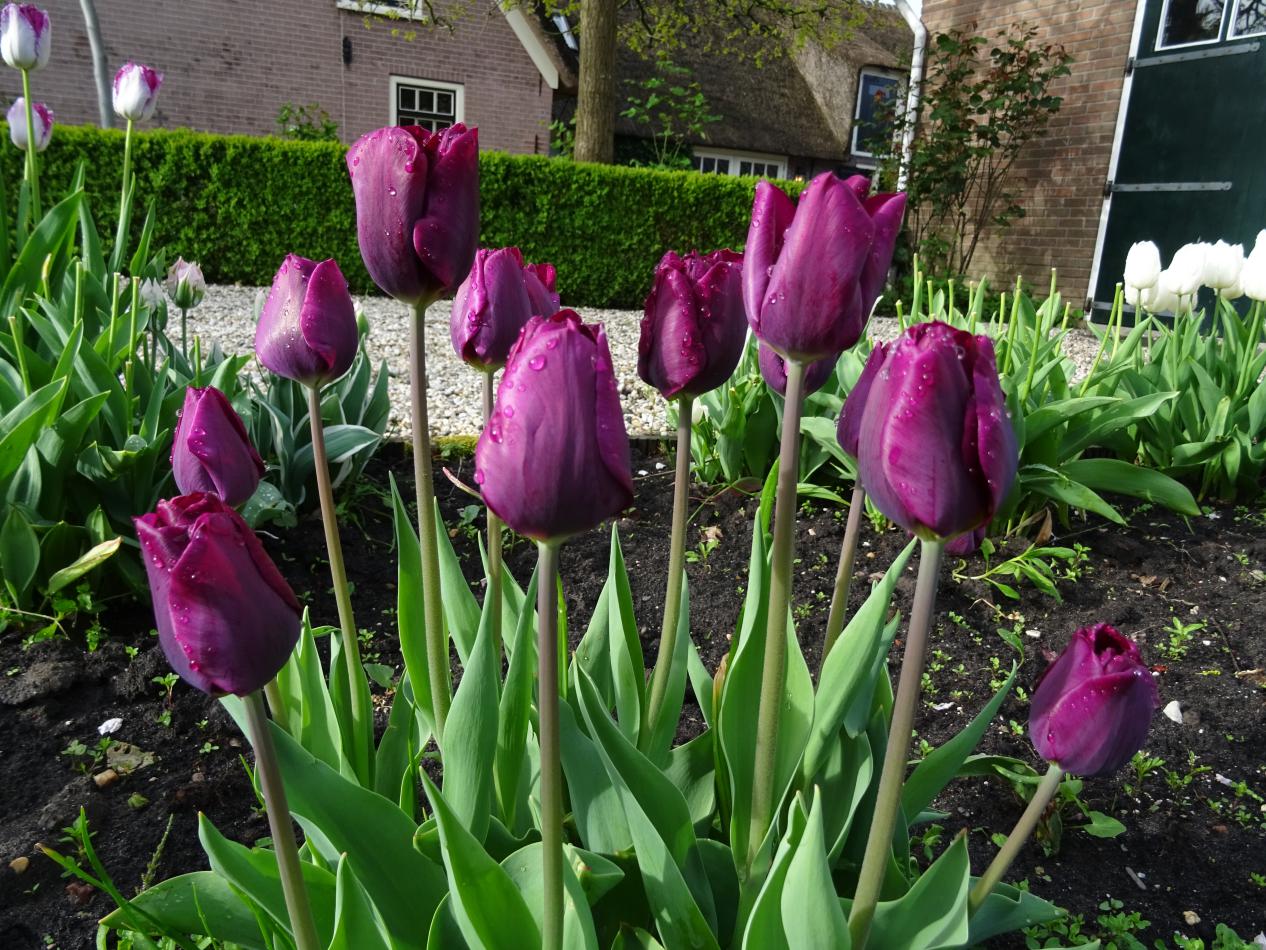 Tulp-Purple-Lady-1 Purple Lady - Afbeelding 1