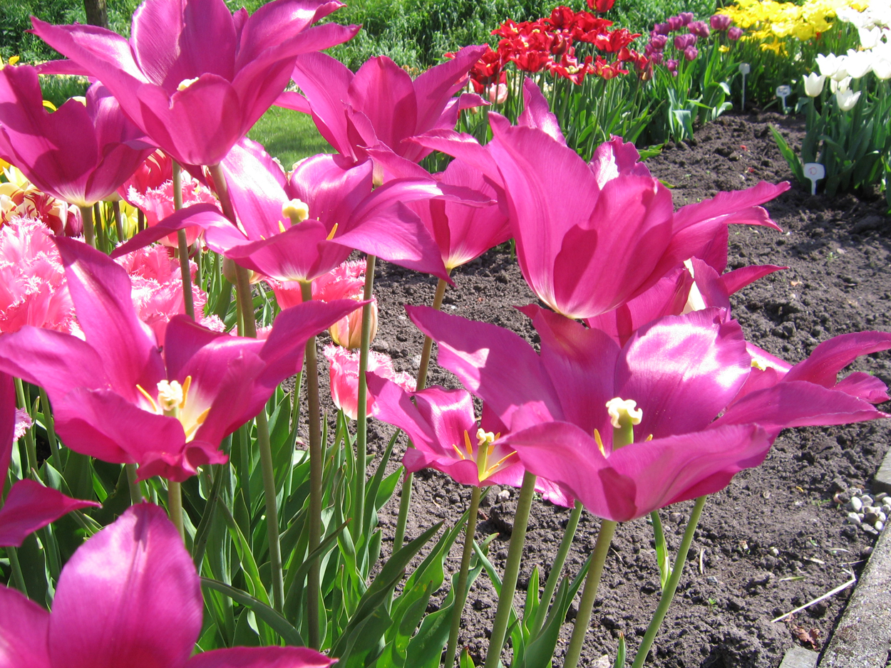 Tulp-Purple-Queen-1 Purple Queen - Afbeelding 1