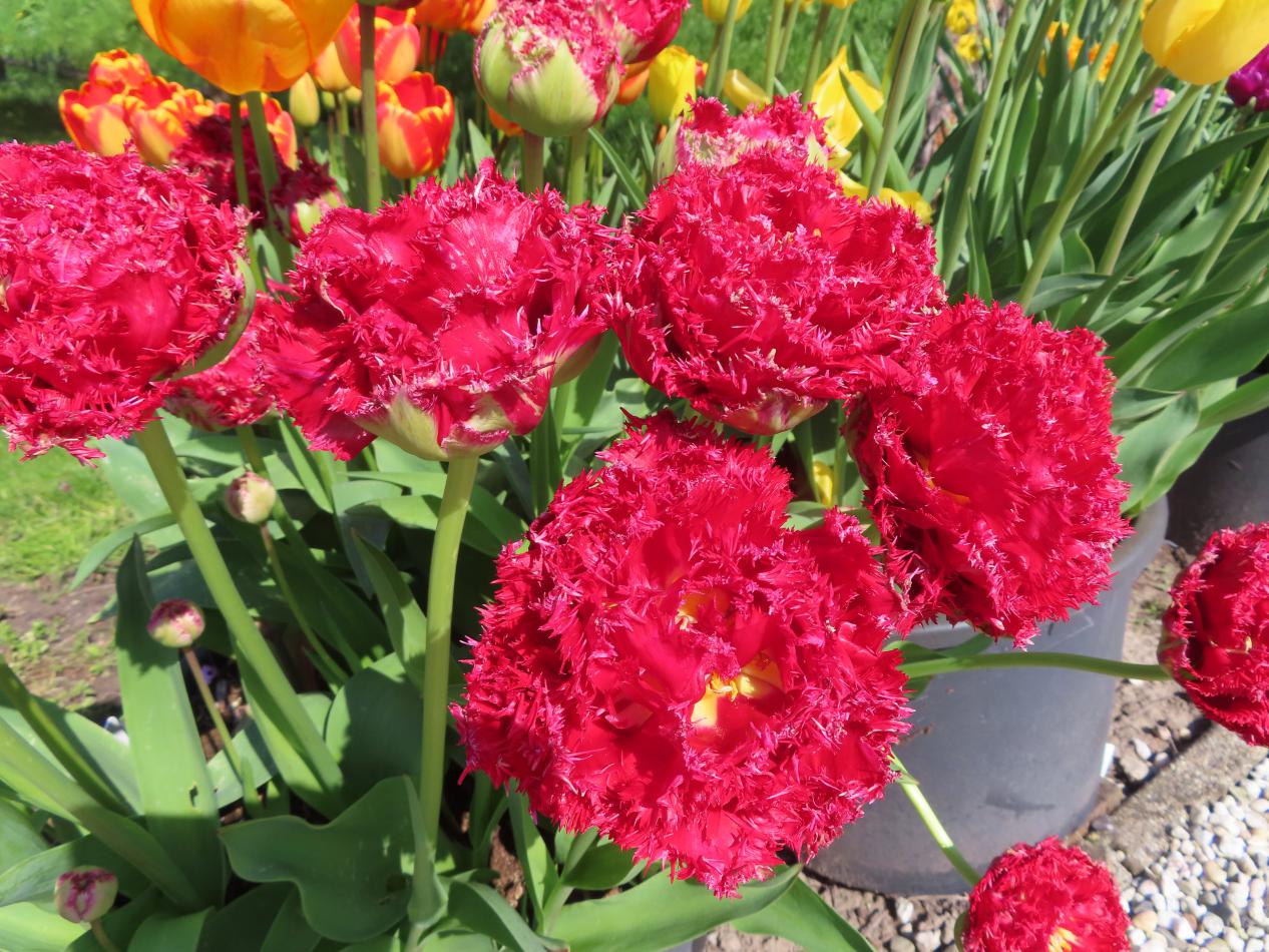 Tulp-Qatar-1 Qatar - Afbeelding 1