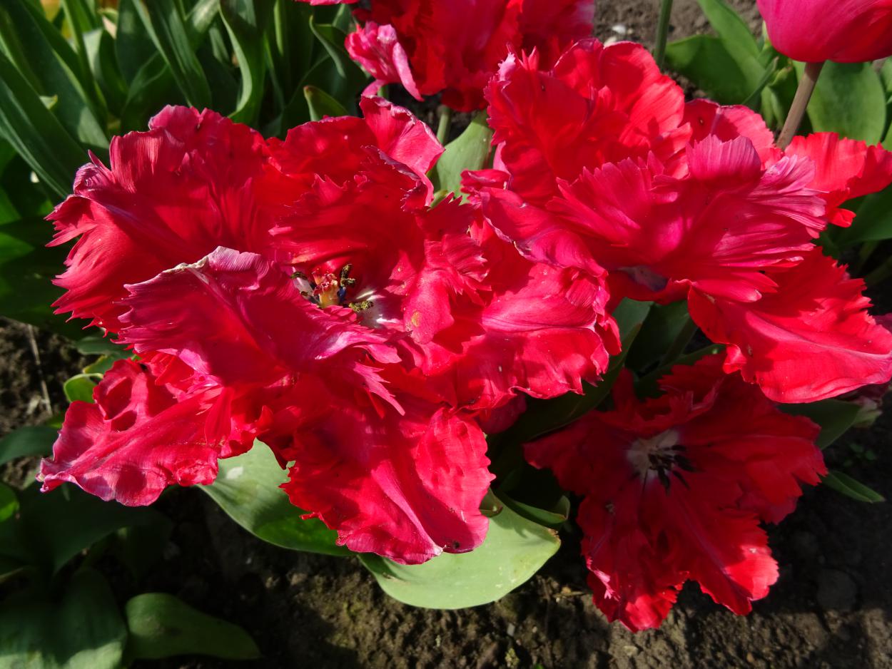 Tulp-Quasi-modo-1 Quasimodo - Afbeelding 1