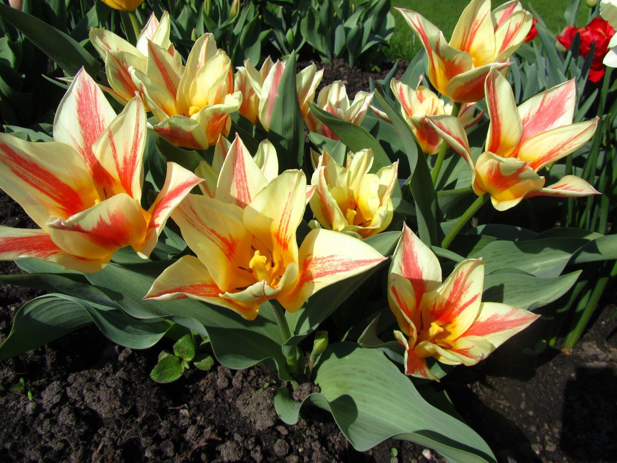 Tulp-Quebec-1 Quebec - Afbeelding 1