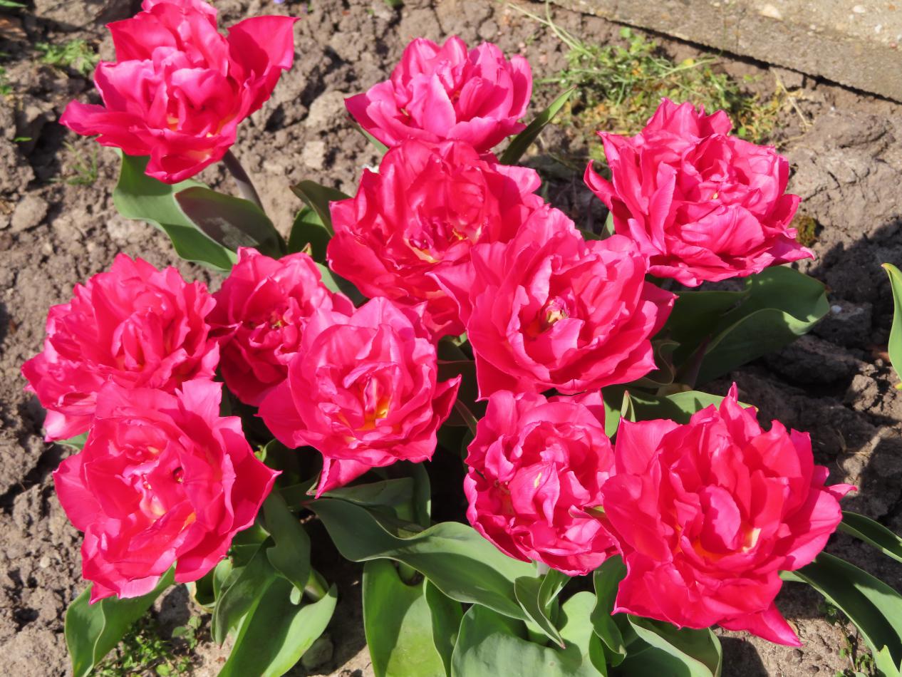Tulp-Queen-of-Marvel-1 Queen of Marvel - Afbeelding 1