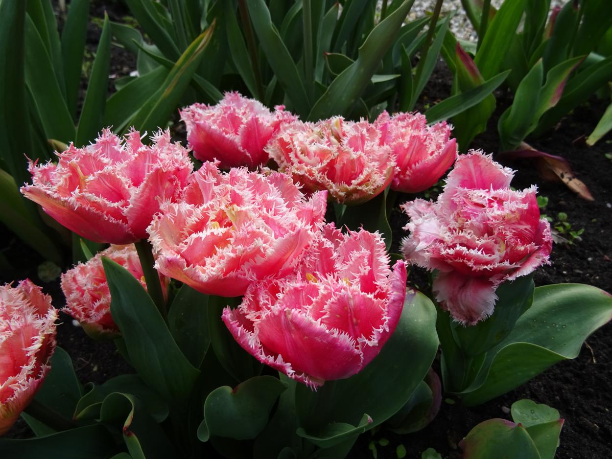 Tulp-Queensland-1 Queensland - Afbeelding 1