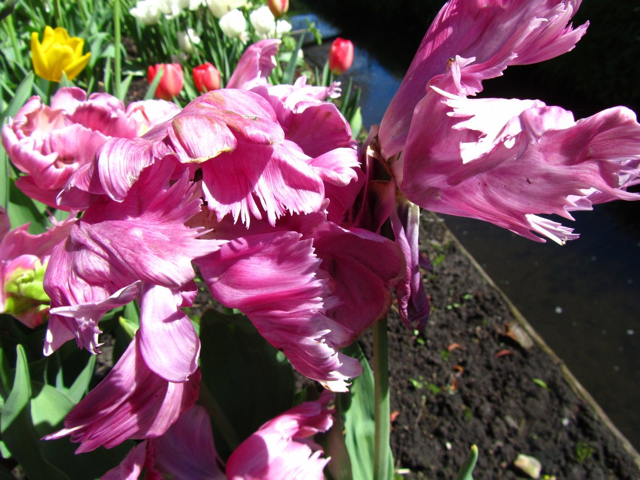 Tulp-Rai-1 Rai - Afbeelding 1
