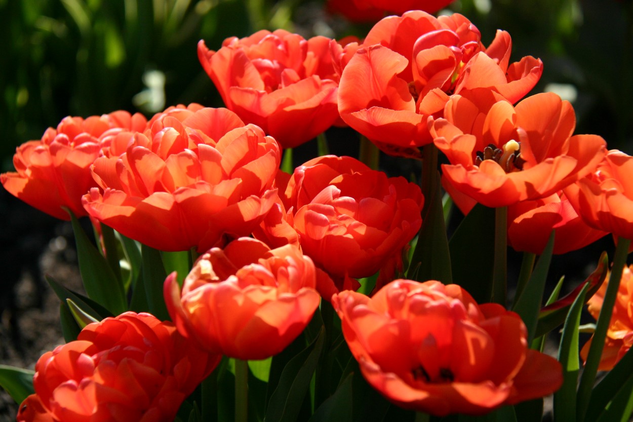 Tulp-Rainnee-1 Rainnee - Afbeelding 1