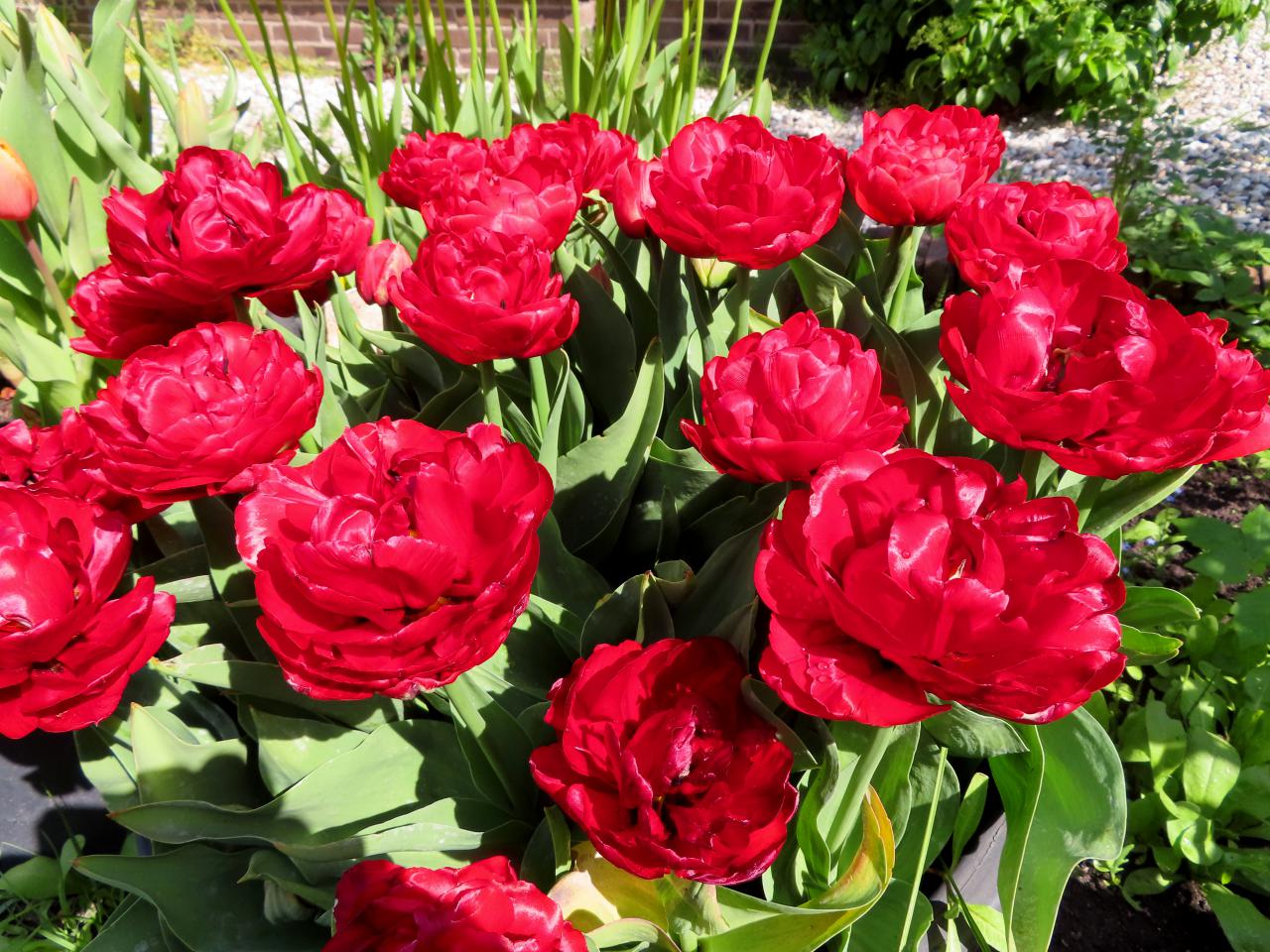 Tulp-Red-Baby-Doll-1 Red Baby Doll - Afbeelding 1