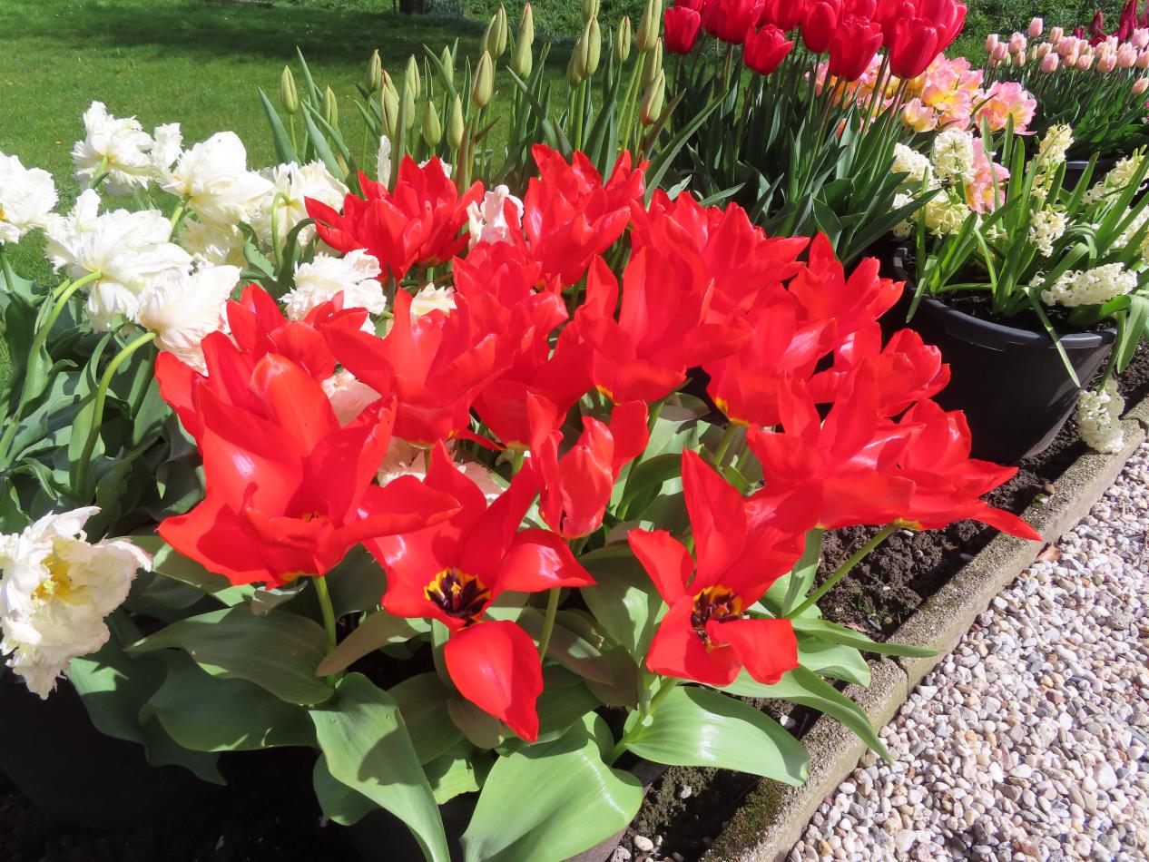 Tulp-Red-Emperor-1 Red Emperor - Afbeelding 1