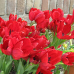 Red Georgette