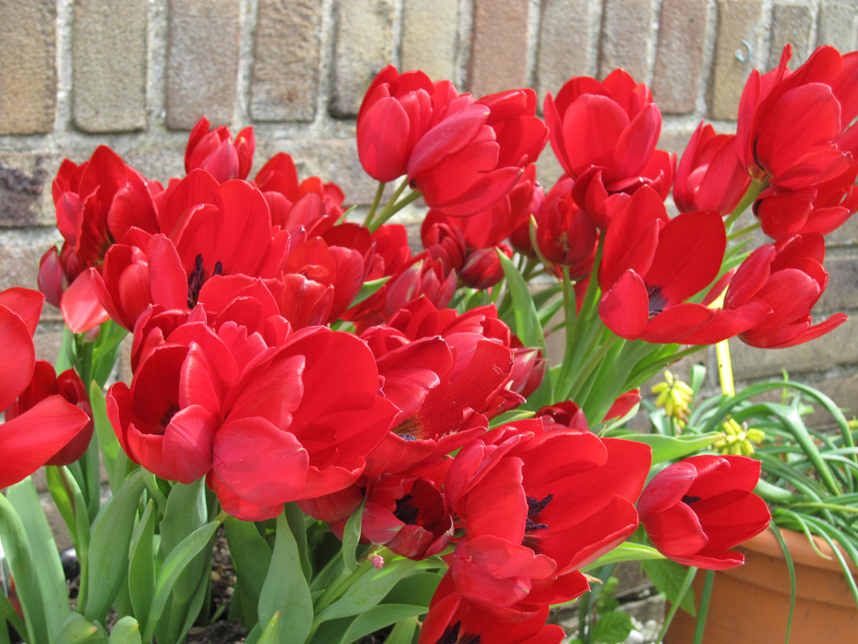 Tulp-Red-Georgette-1 Red Georgette - Afbeelding 1