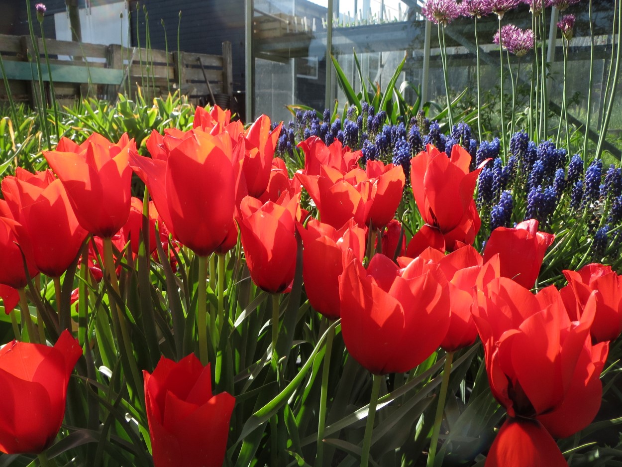 Tulp-Red-Hunter-1 Red Hunter - Afbeelding 1
