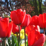 Red Impression