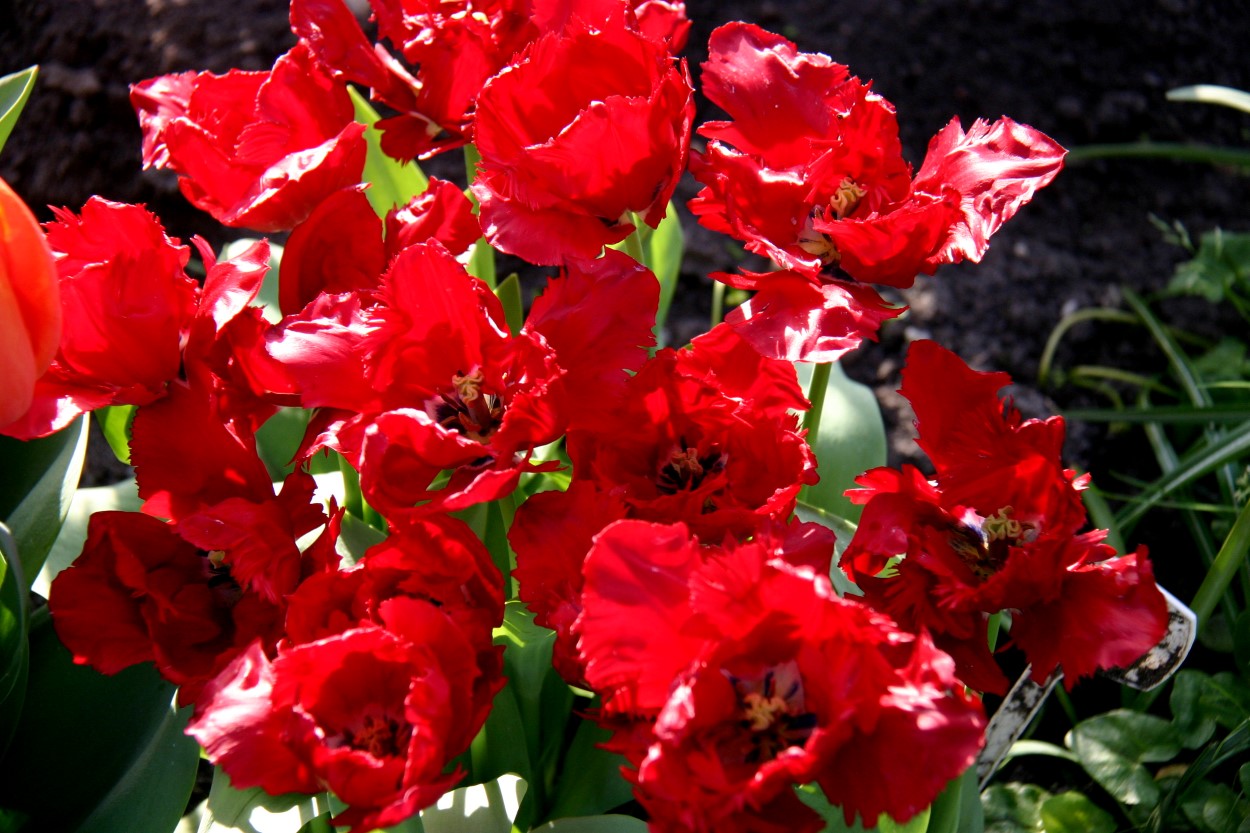 Tulp-Red-Lizard-1 Red Lizard - Afbeelding 1