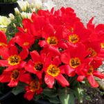 Red Revival