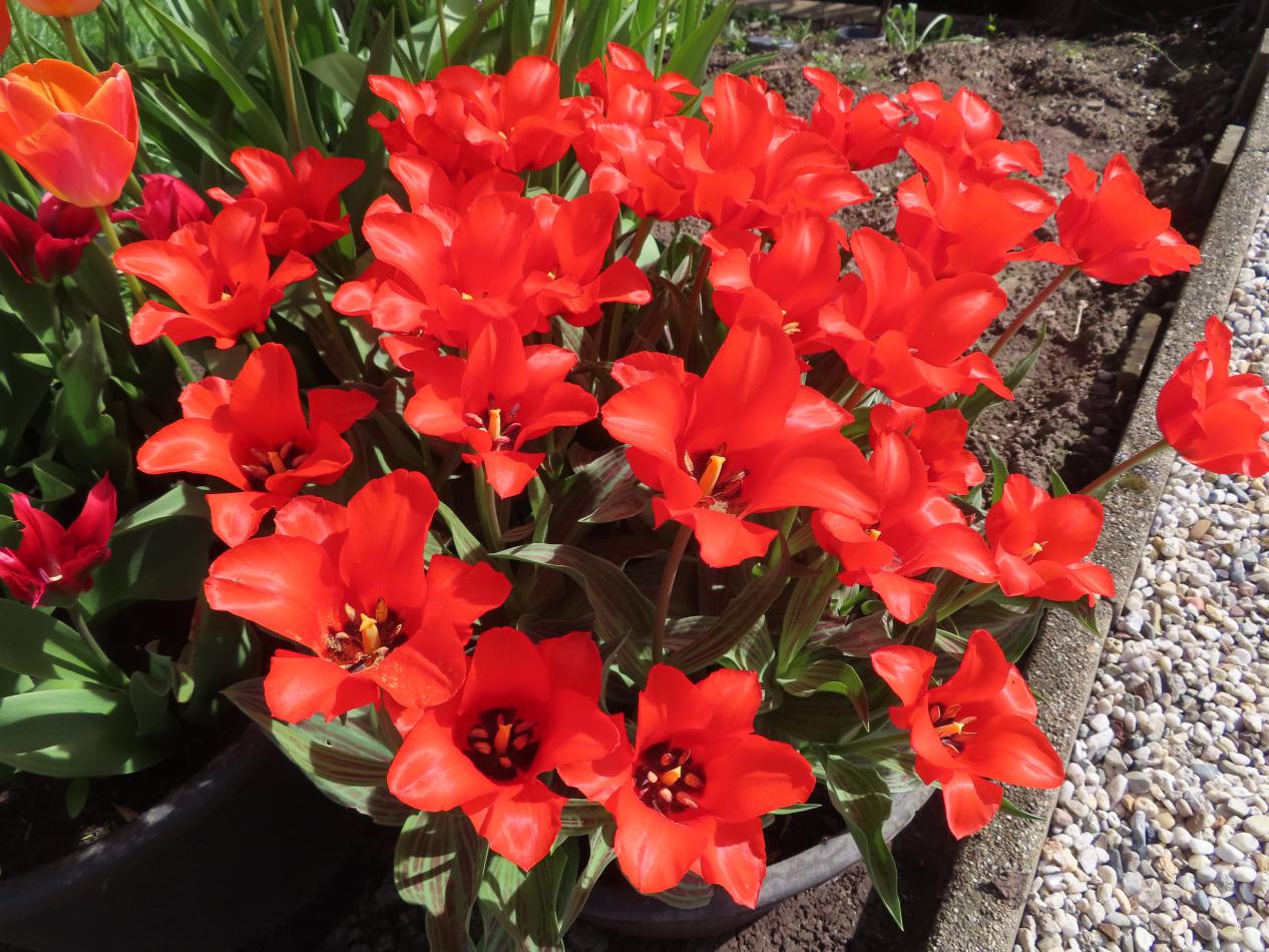 Tulp-Red-Riding-Hood-1 Roodkapje - Afbeelding 1