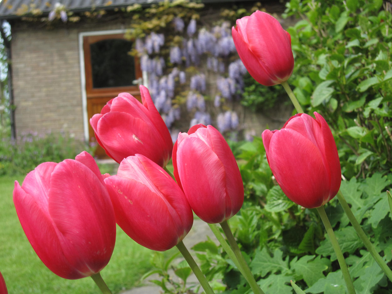 Tulp-Renown-1 Renown - Afbeelding 1