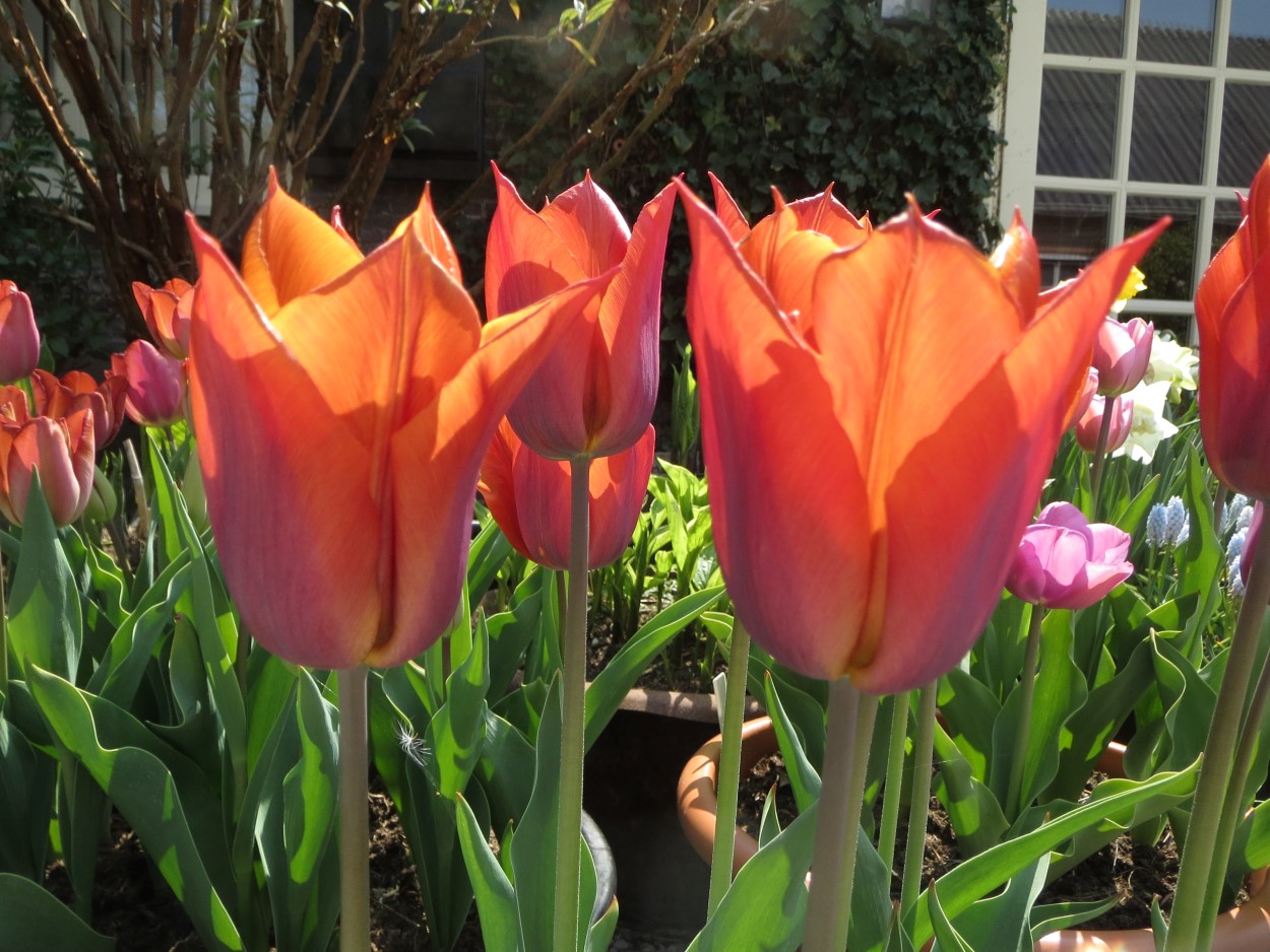 Tulp-Request-1 Request - Afbeelding 1