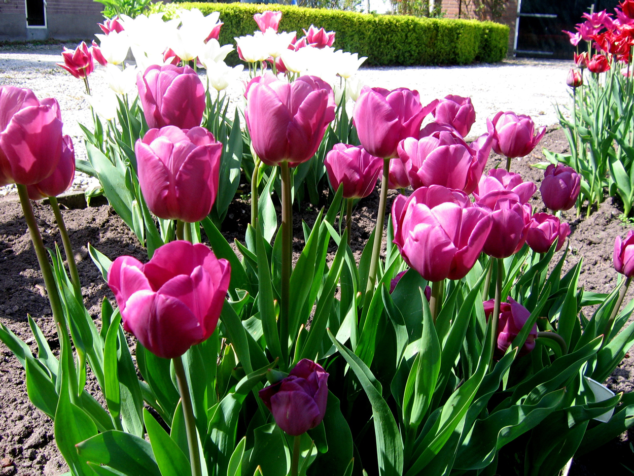 Tulp-Rhapsody-in-Blue-1 Rhapsody in Blue - Afbeelding 1