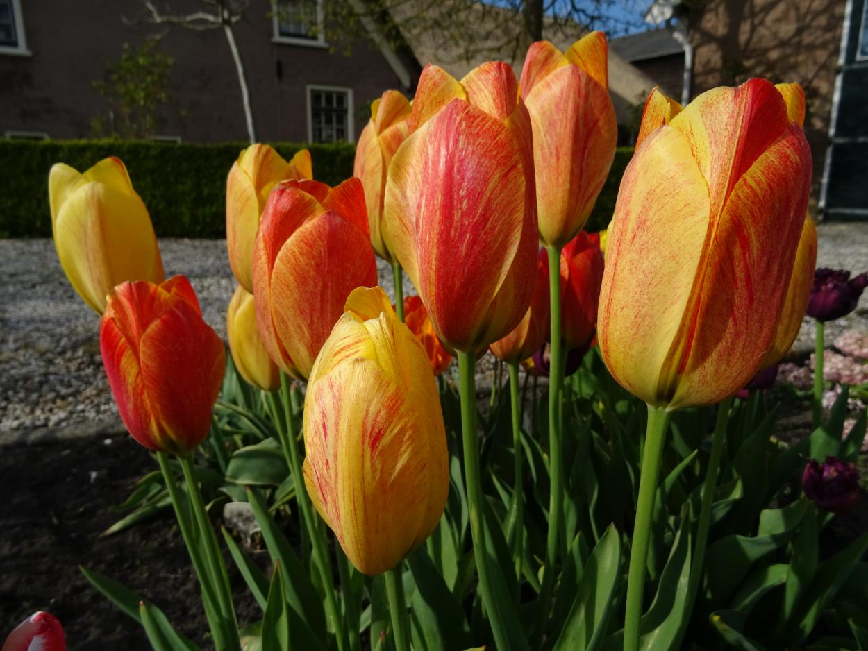 Tulp-Rhapsody-of-Smile-1 Rhapsody of Smiles - Afbeelding 1