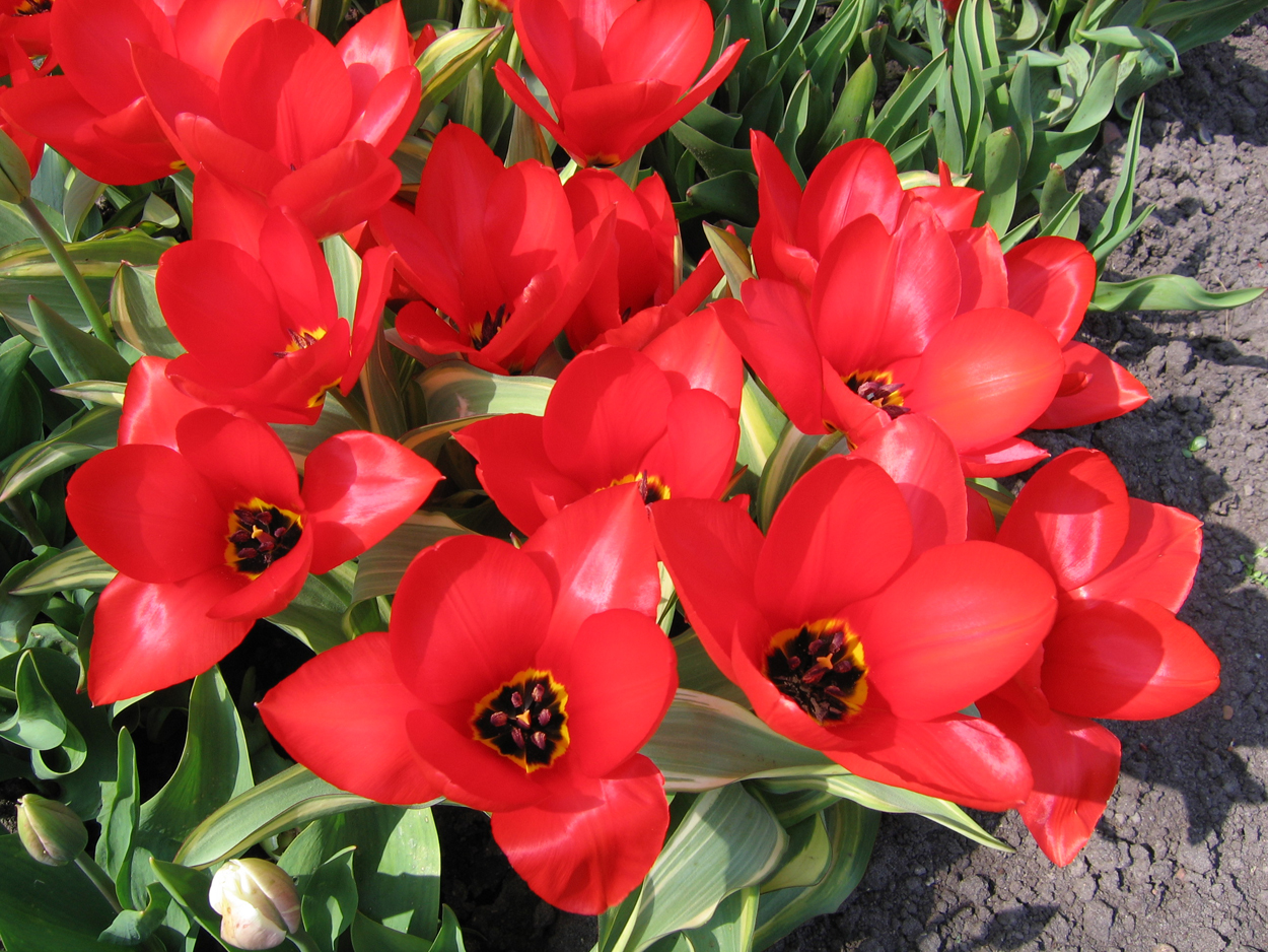 Tulp-Robassa-1 Robassa - Afbeelding 1