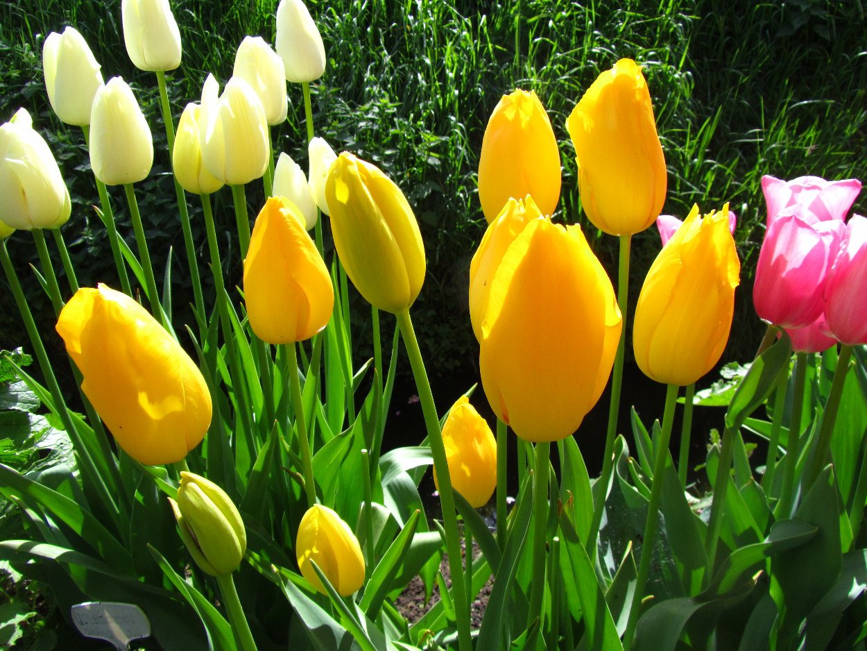 Tulp-Roi-du-Midi-1 Roi Du Midi - Afbeelding 1