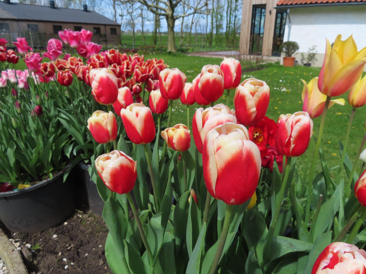 Tulp-Roman-Empire-1 Roman Empire - Afbeelding 1