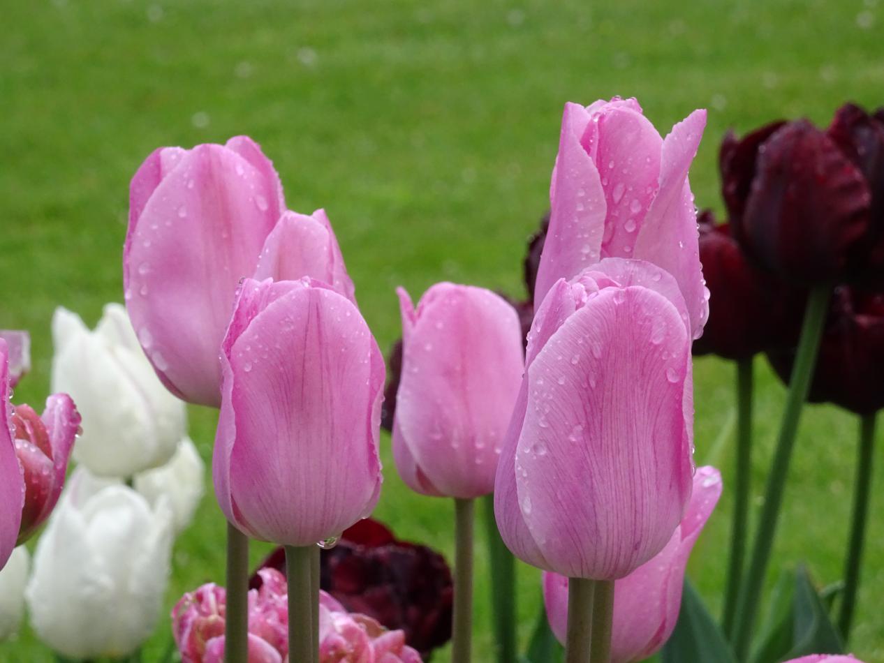 Tulp-Rosalie-1 Rosalie - Afbeelding 1