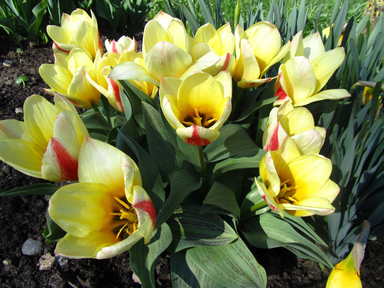 Tulp-Rosanna-1 Rosanna - Afbeelding 1