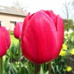 Rosy Delight