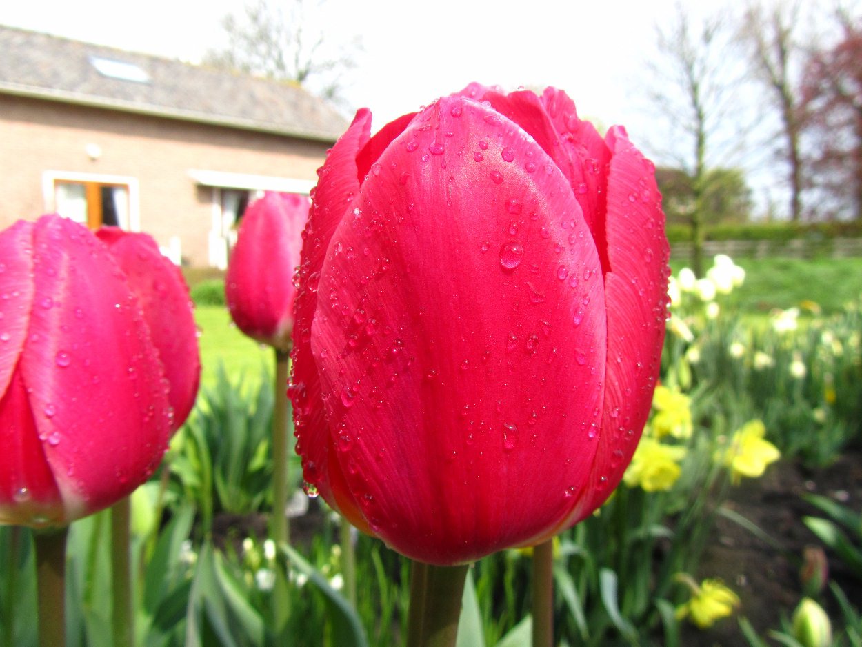 Tulp-Rosy-Delight-2 Rosy Delight - Afbeelding 1