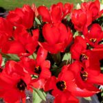 Roter Kaiser