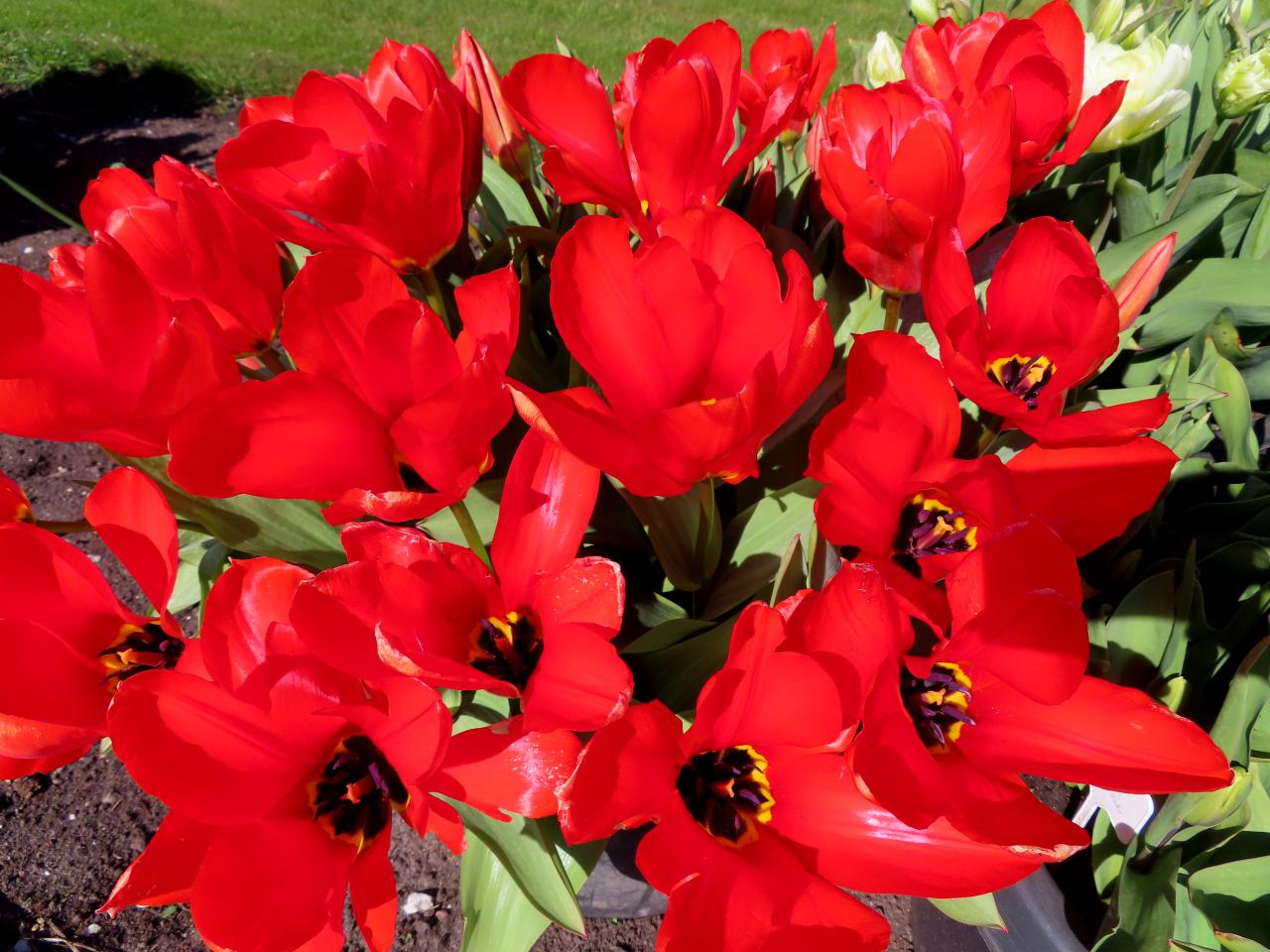 Tulp-Roter-Kaiser-1 Roter Kaiser - Afbeelding 1