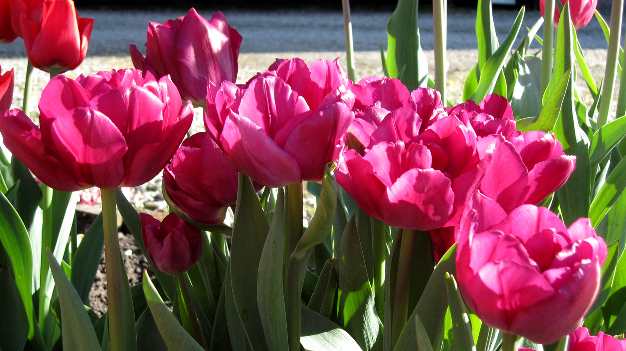 Tulp-Royal-Acres-1 Royal Acres - Afbeelding 1