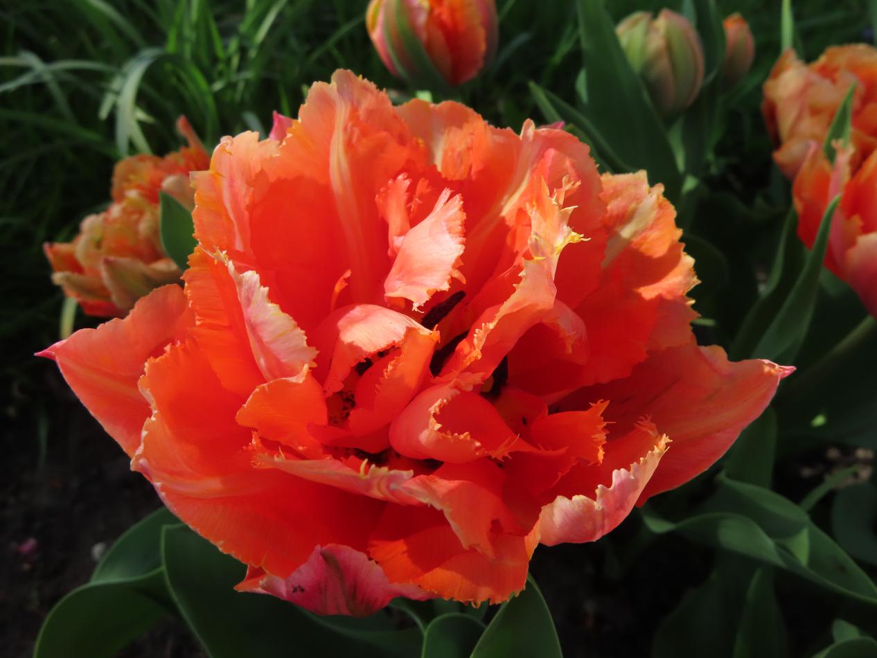 Tulp-Royal-Centennial-1 Royal Centennial - Afbeelding 1