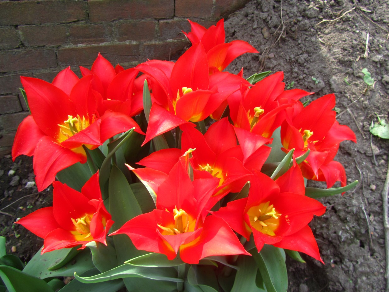 Tulp-Royal-Gift-1 Royal Gift - Afbeelding 1