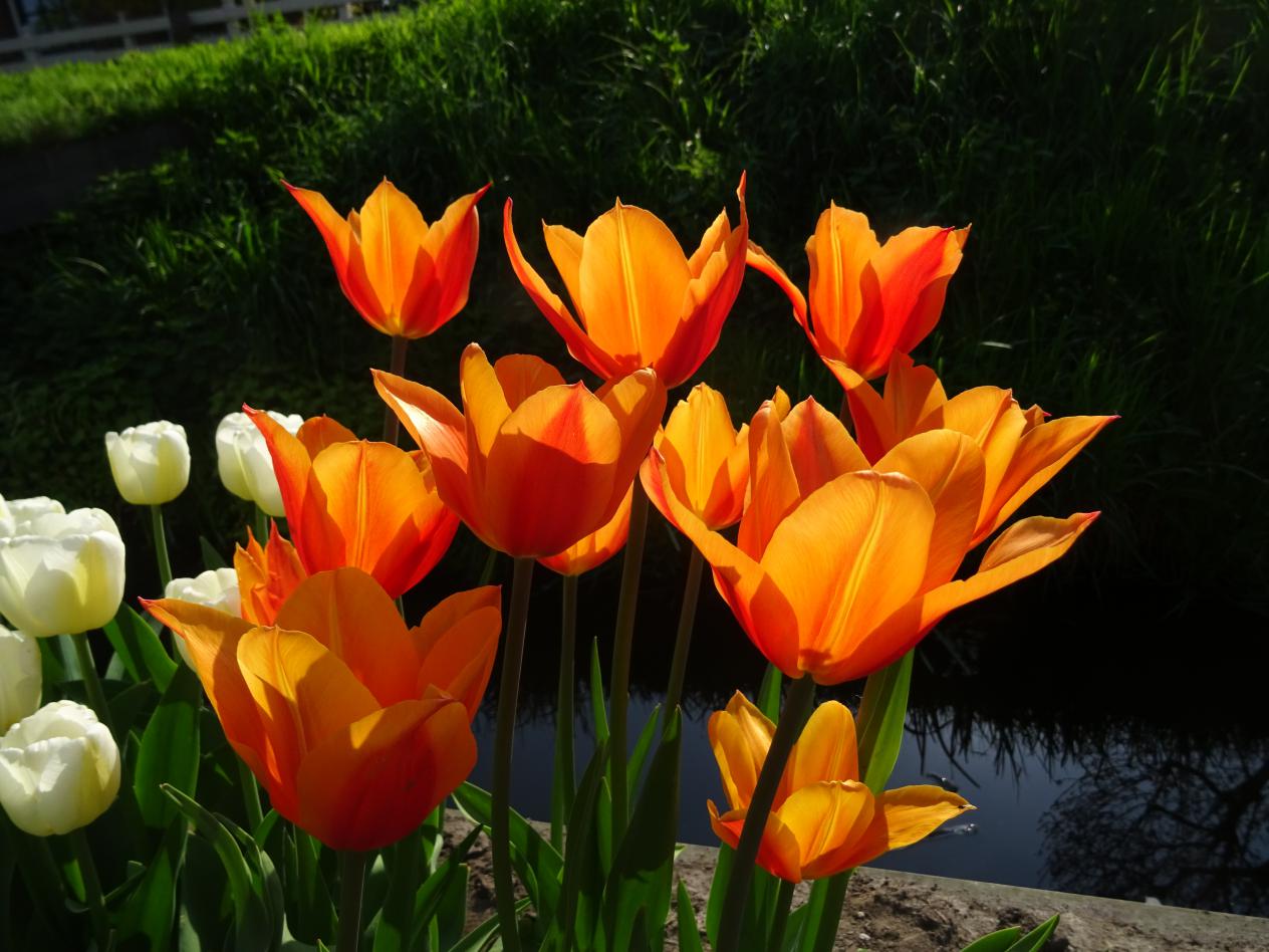 Tulp-Royal-Pretender-1 Royal Pretender - Afbeelding 1