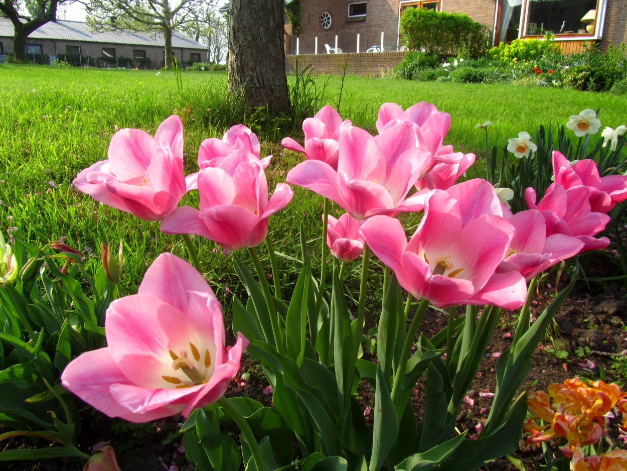 Tulp-Royal-ten-1 Royal Ten - Afbeelding 1