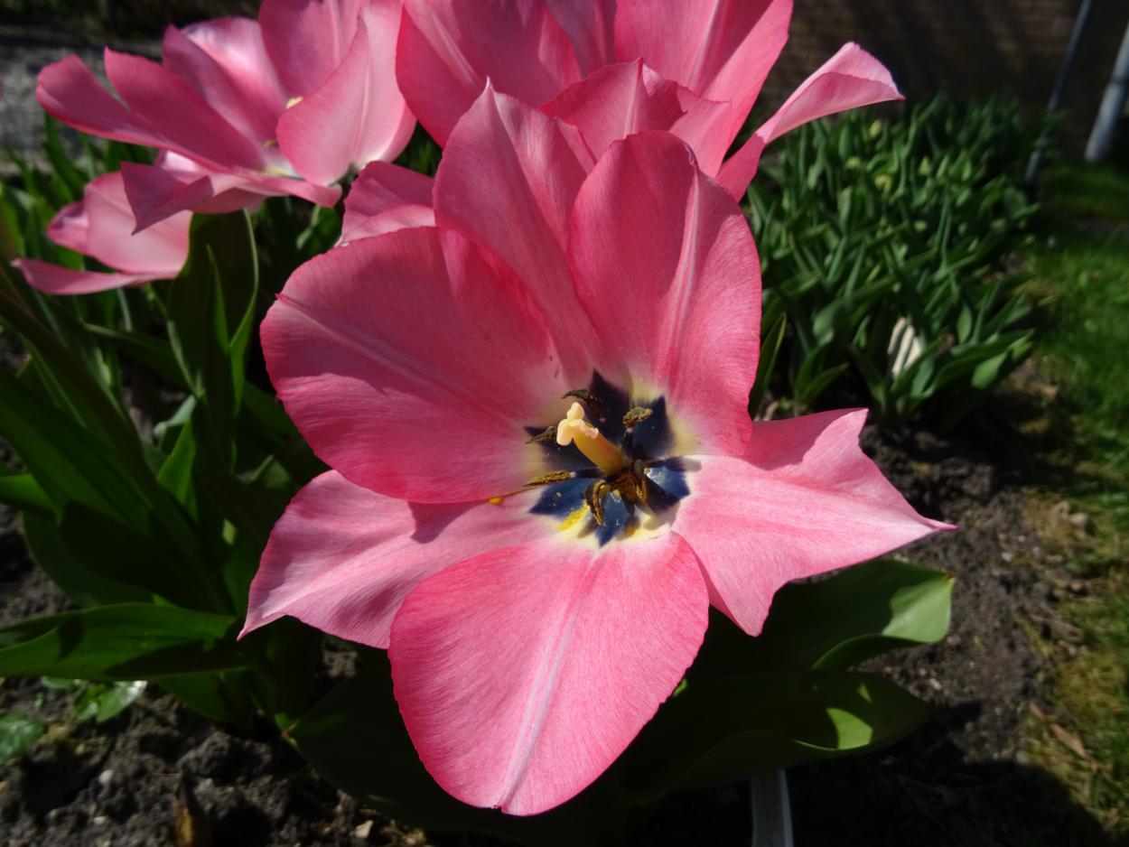 Tulp-Roze-Blue-Heart-1 Rose Blue Heart - Afbeelding 1